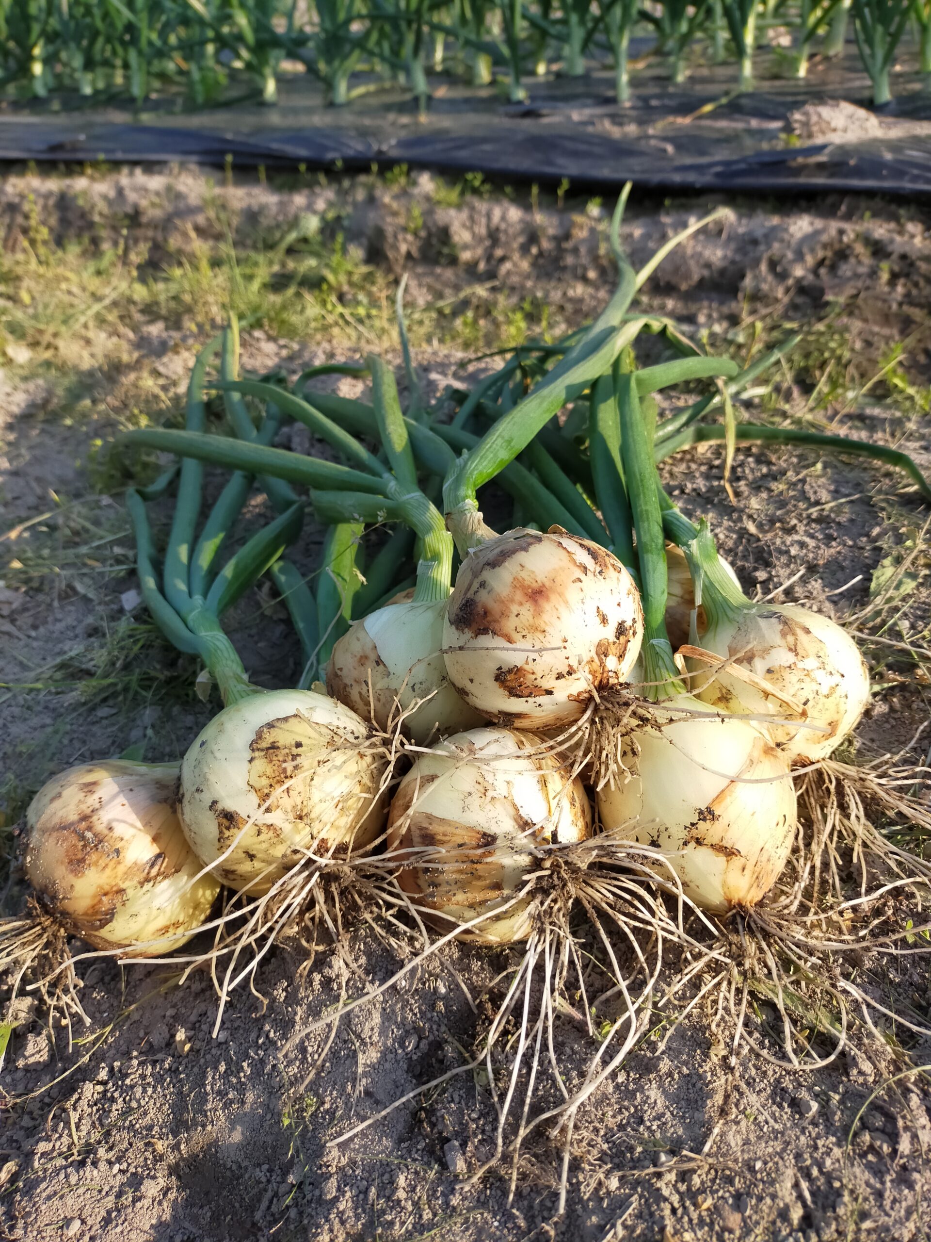 春野菜品目