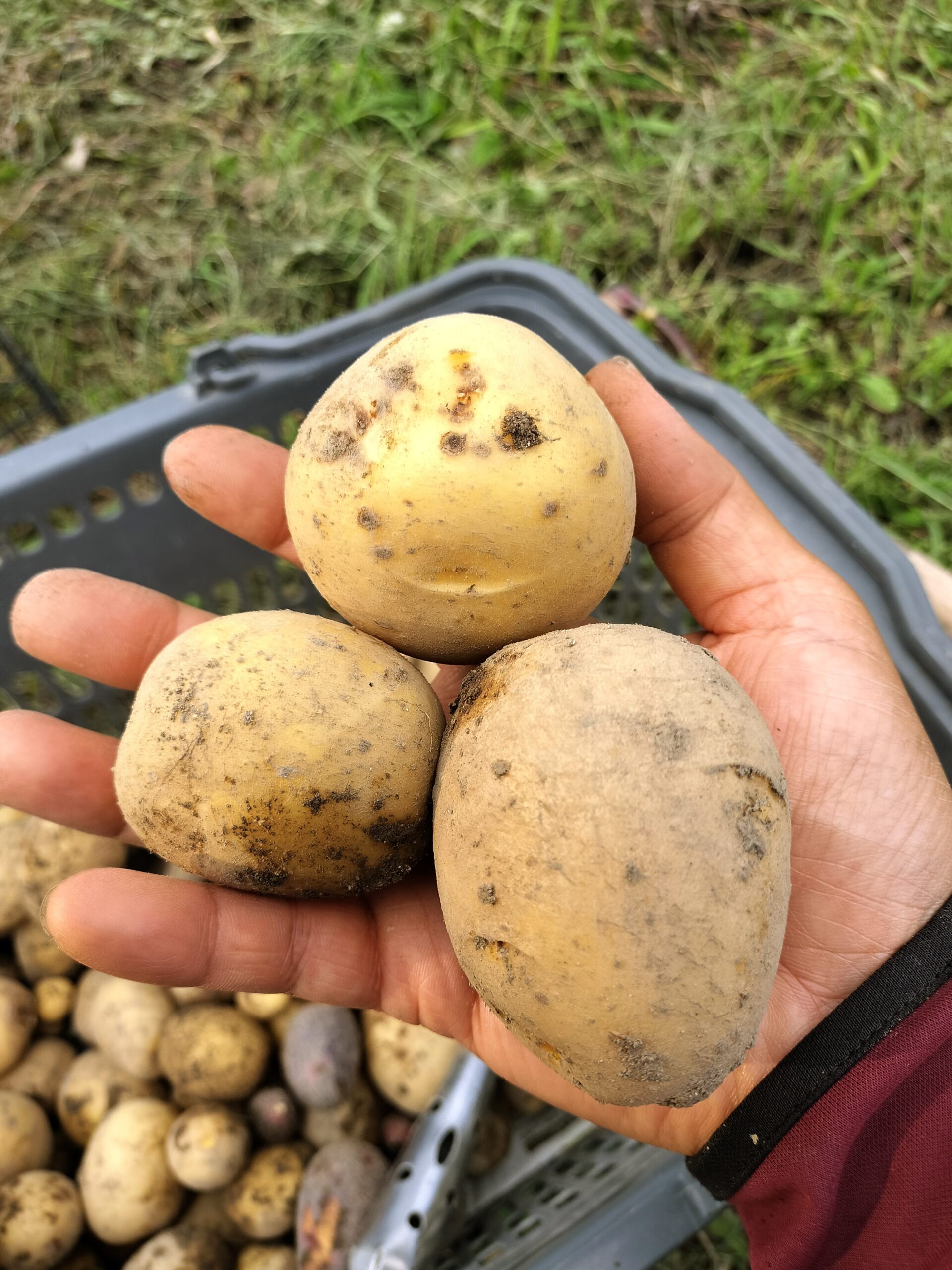 春野菜品目