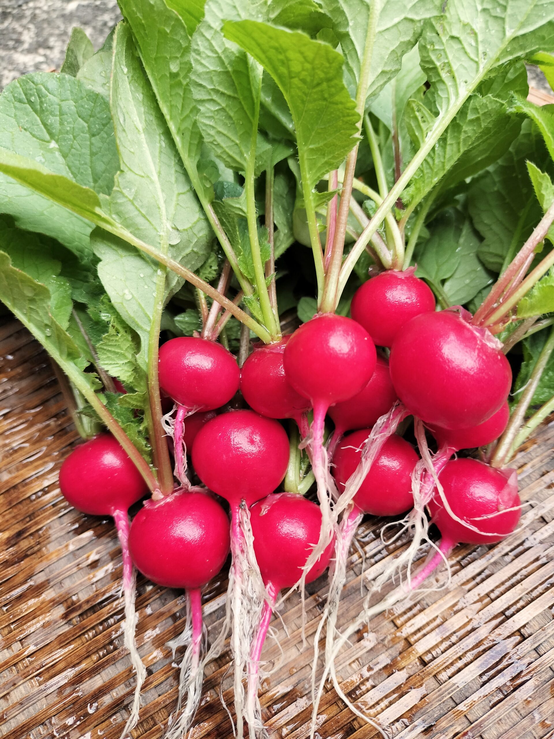 春野菜品目