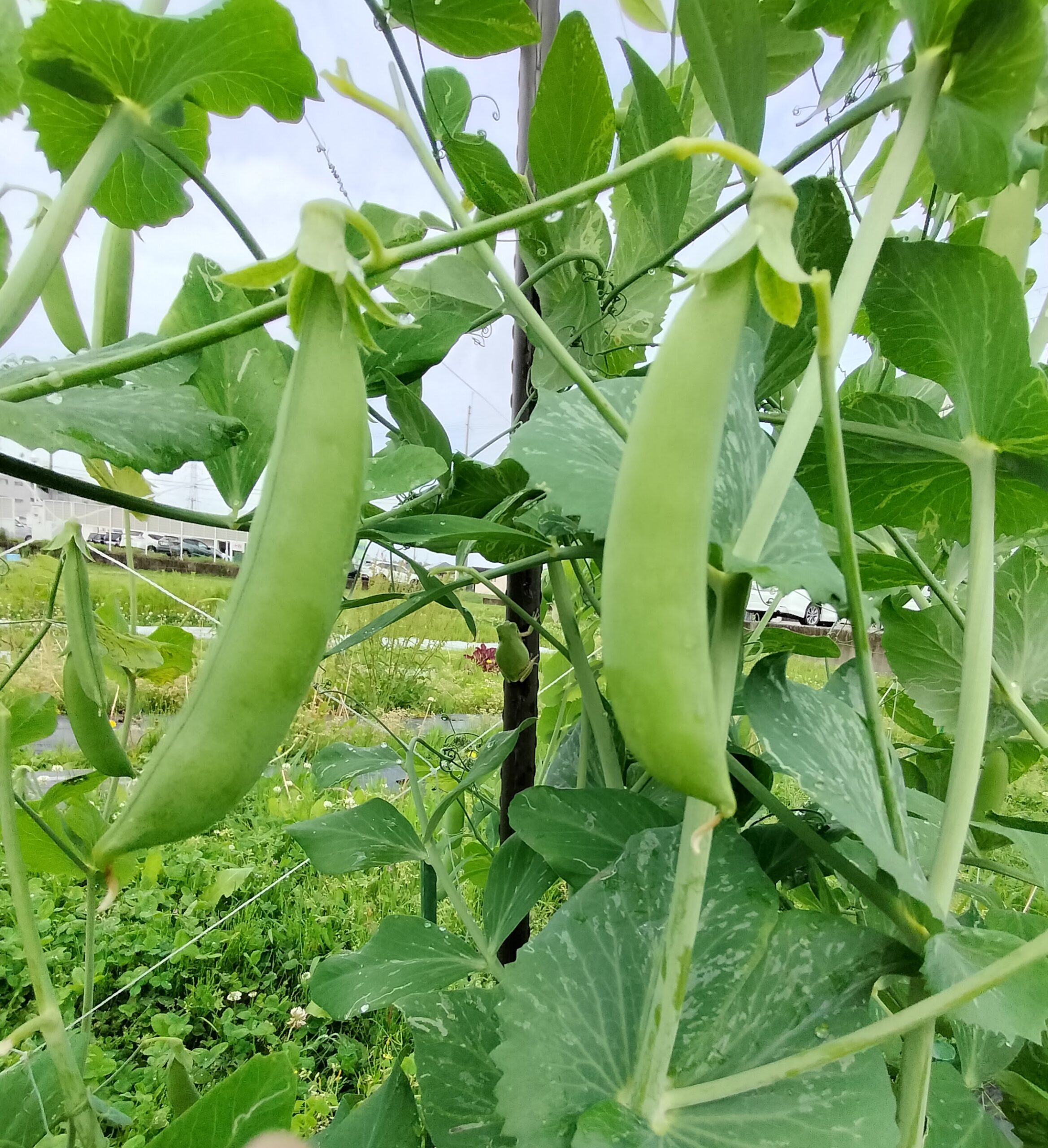 春野菜品目