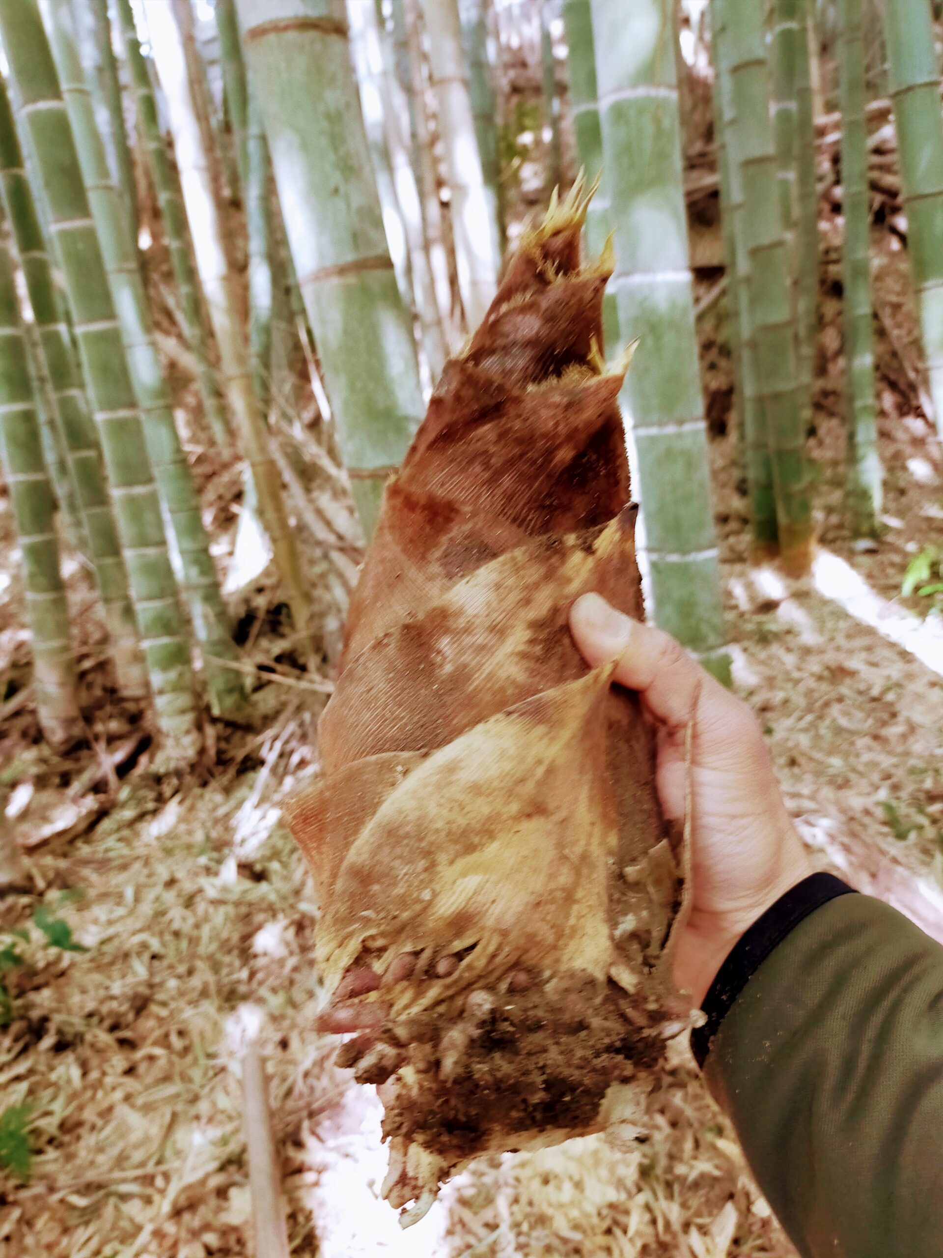 春野菜　