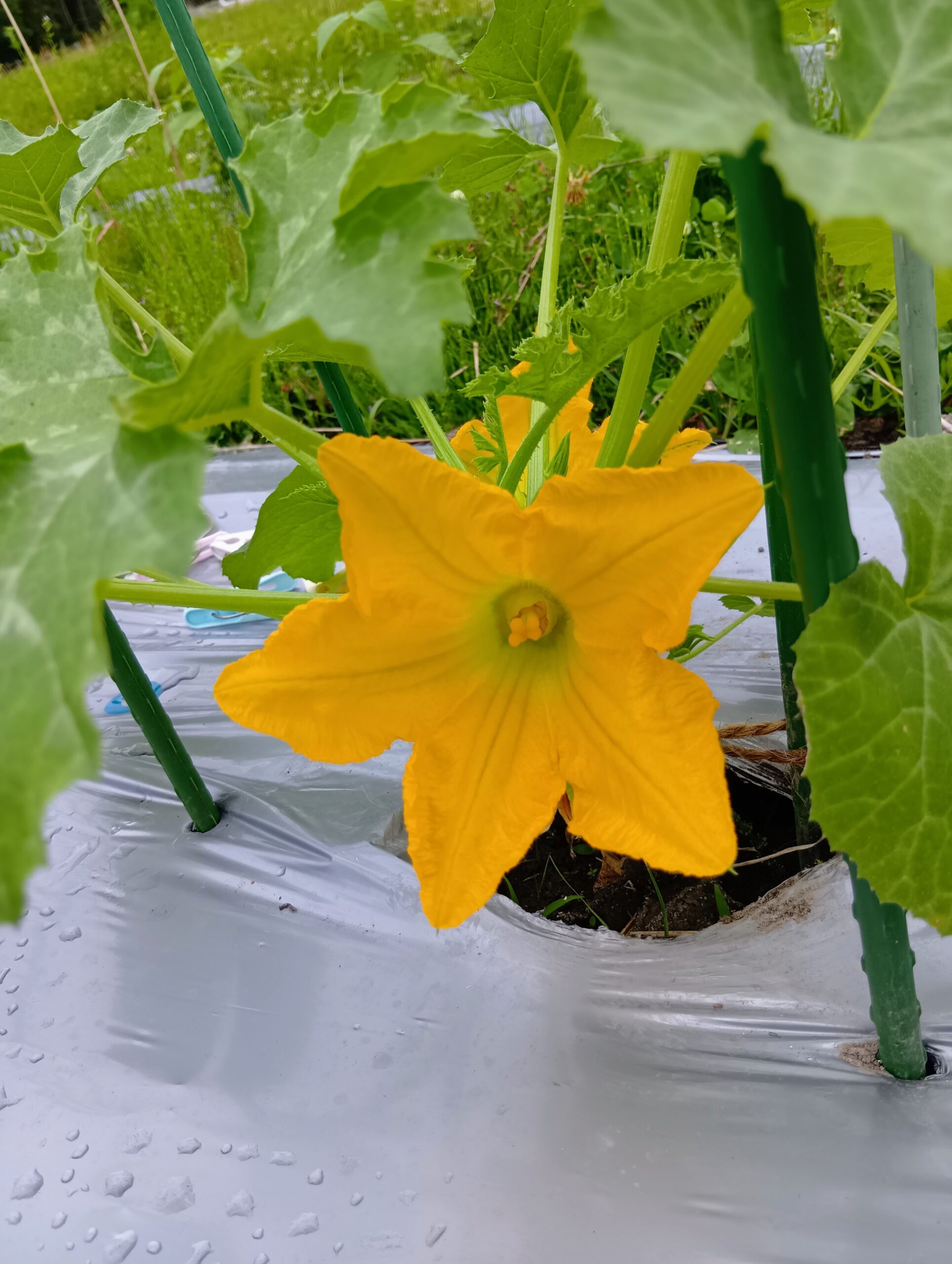 夏野菜の経過日記