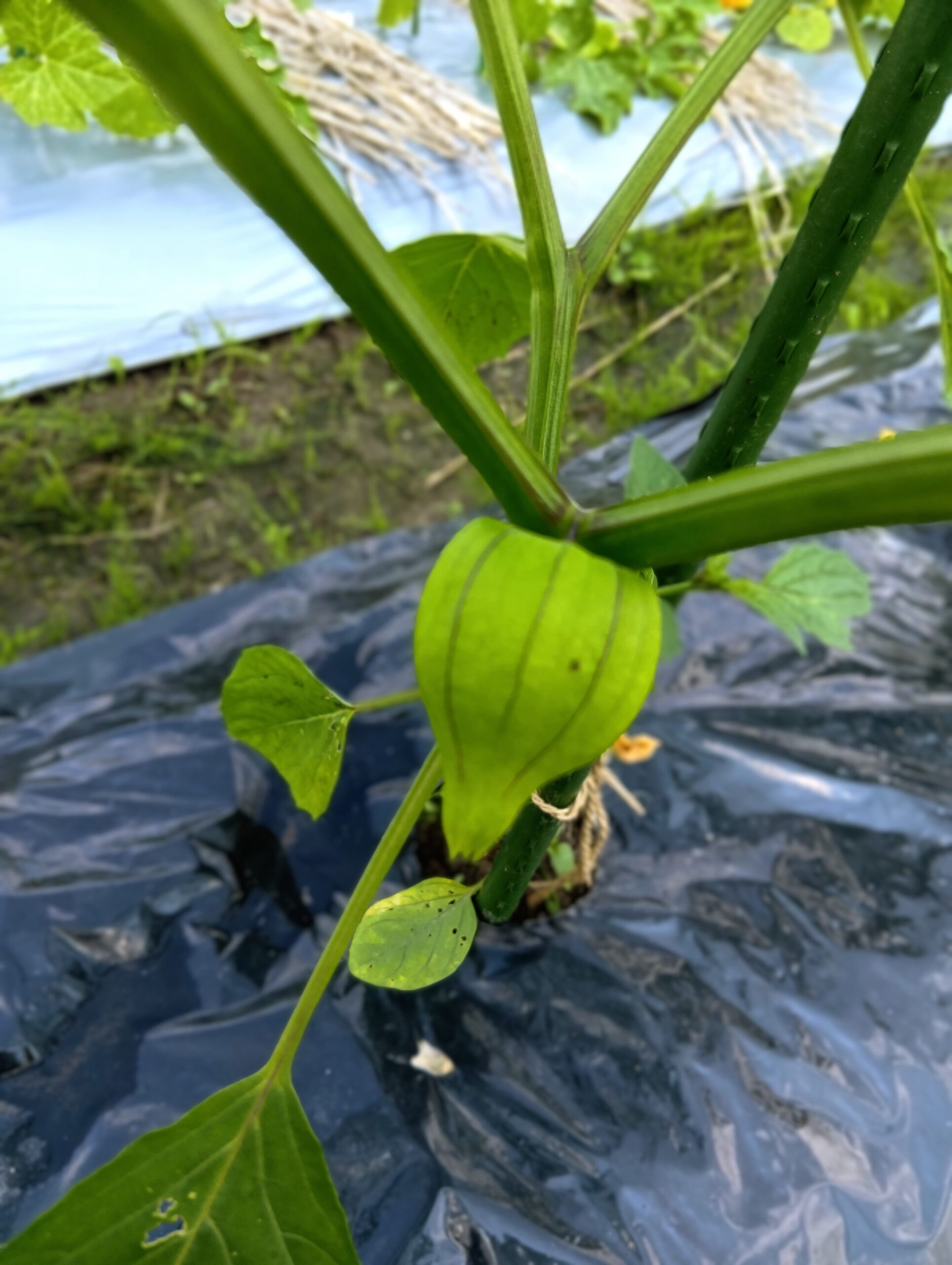 夏野菜の経過日記