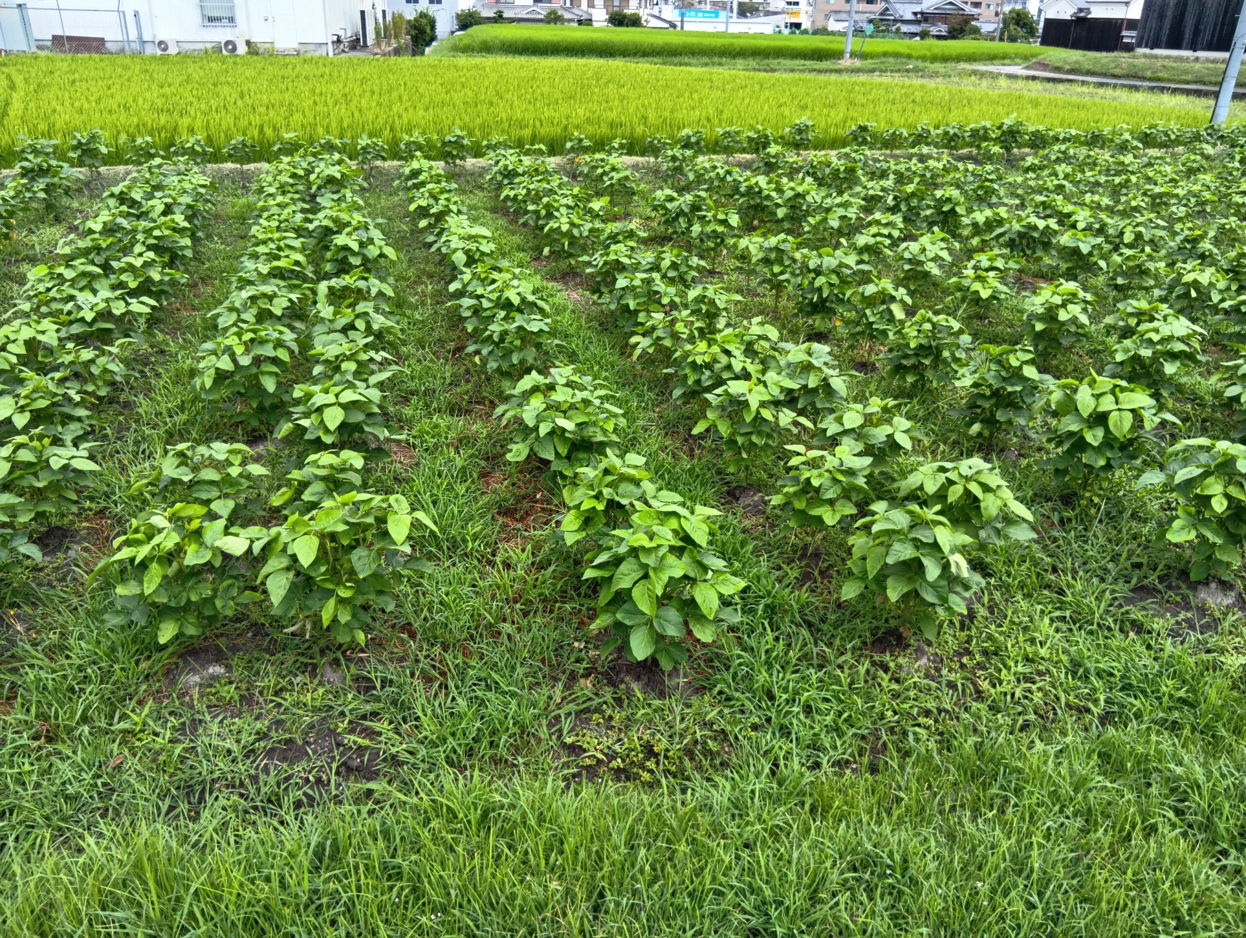 秋野菜