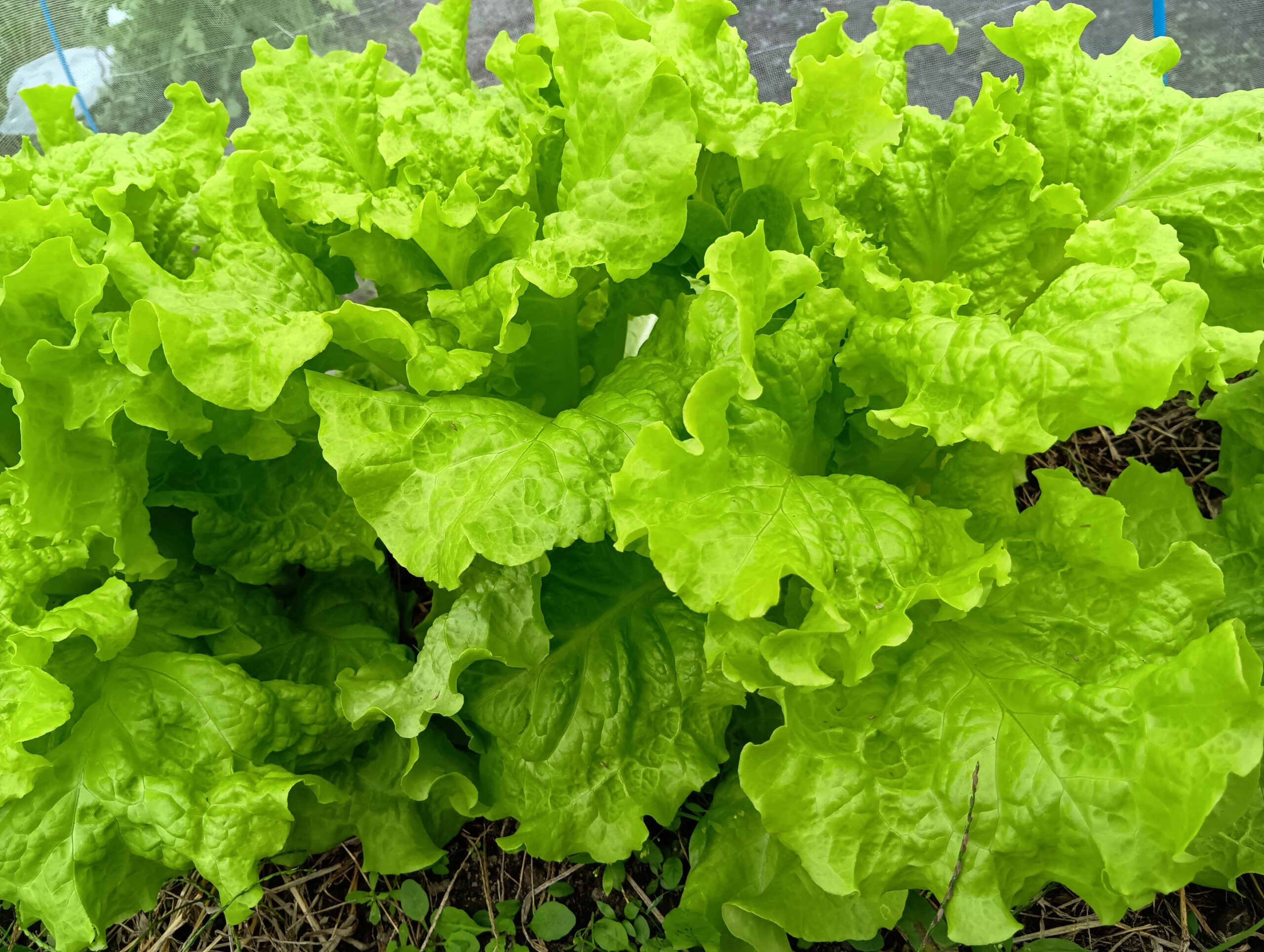 葉物冬野菜