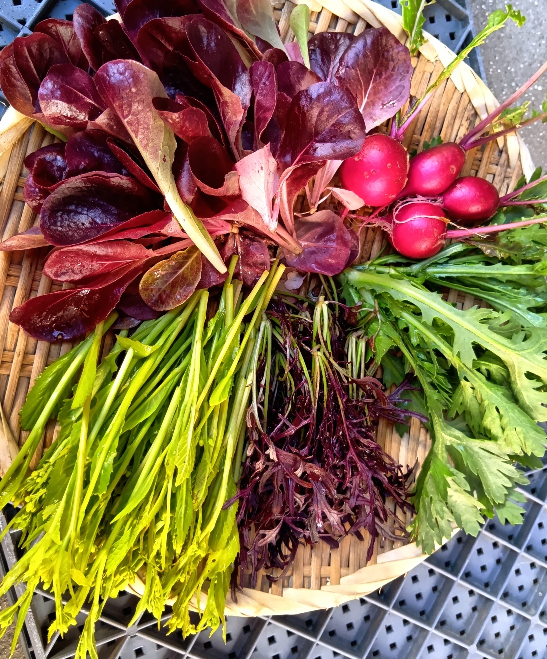 冬野菜セット