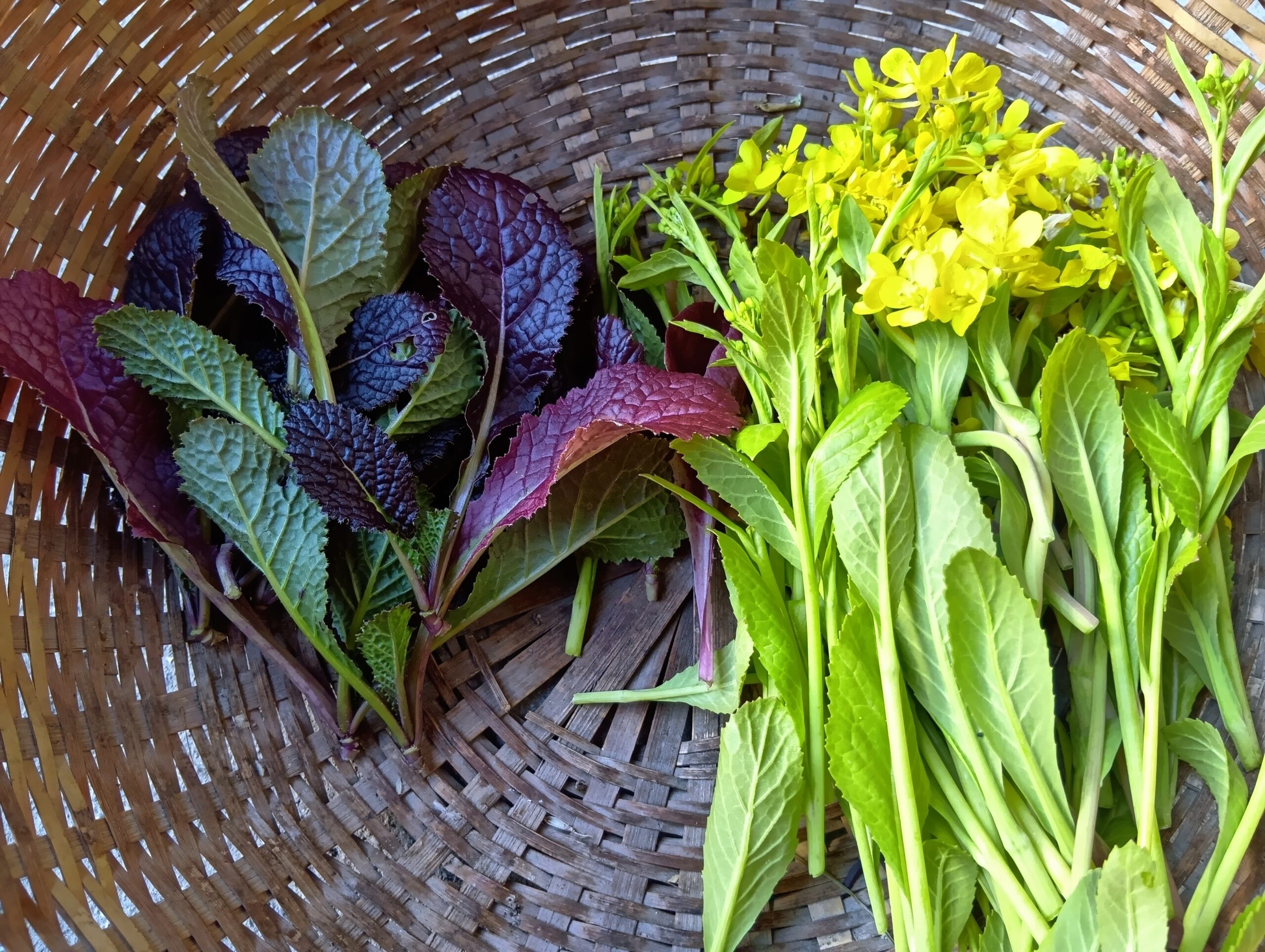 冬野菜（葉物）