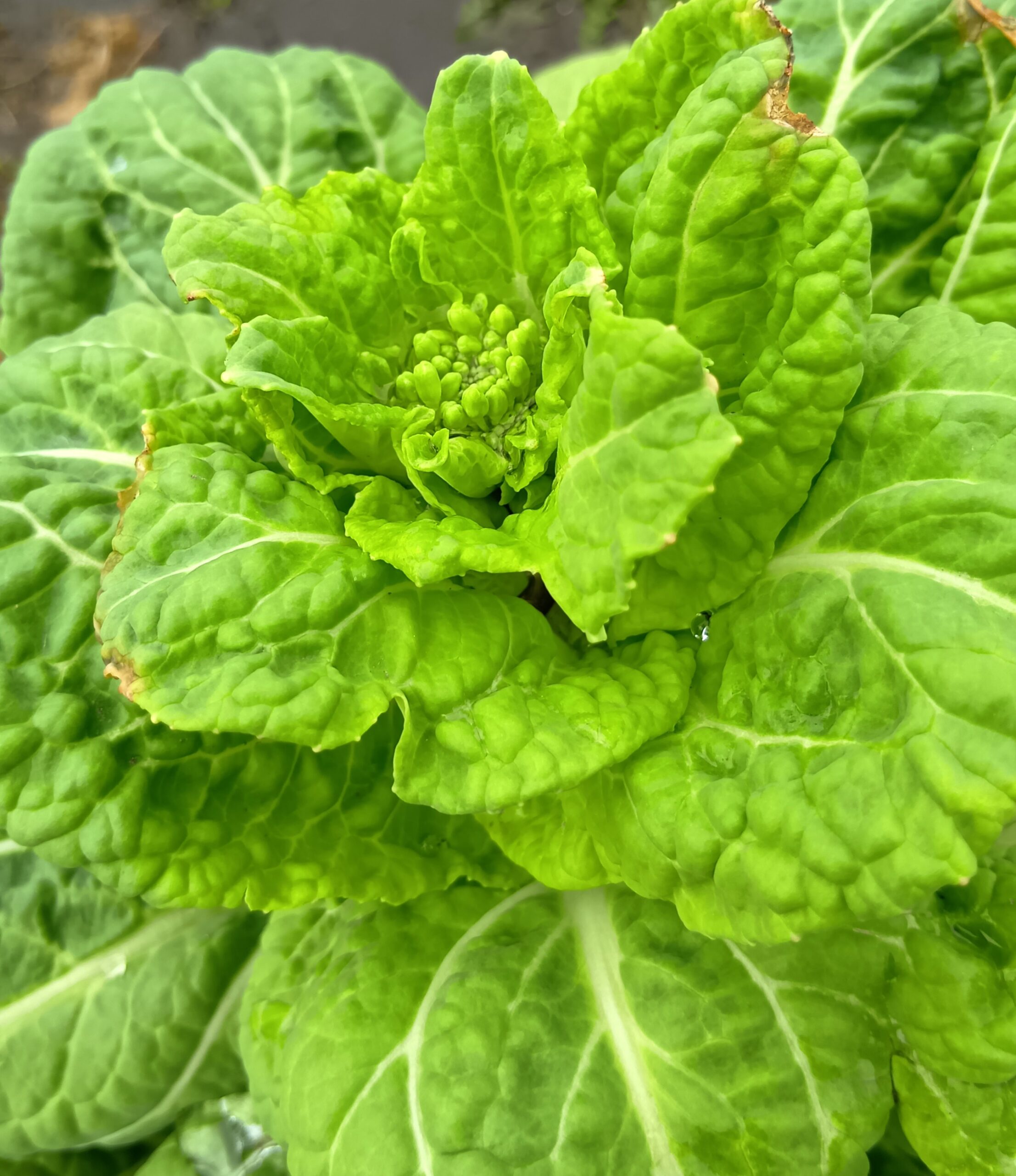 白菜の菜花