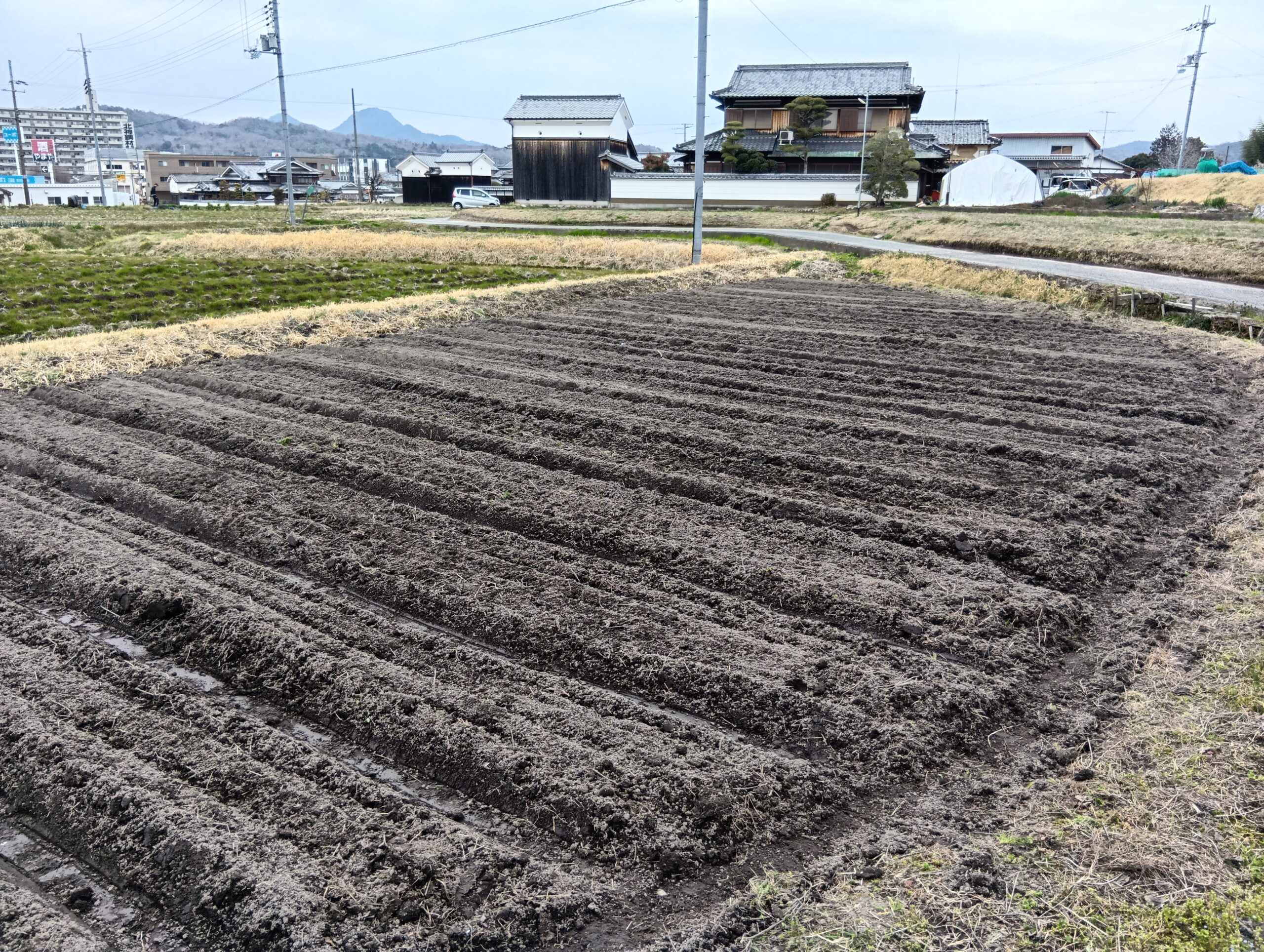 春夏野菜のご報告