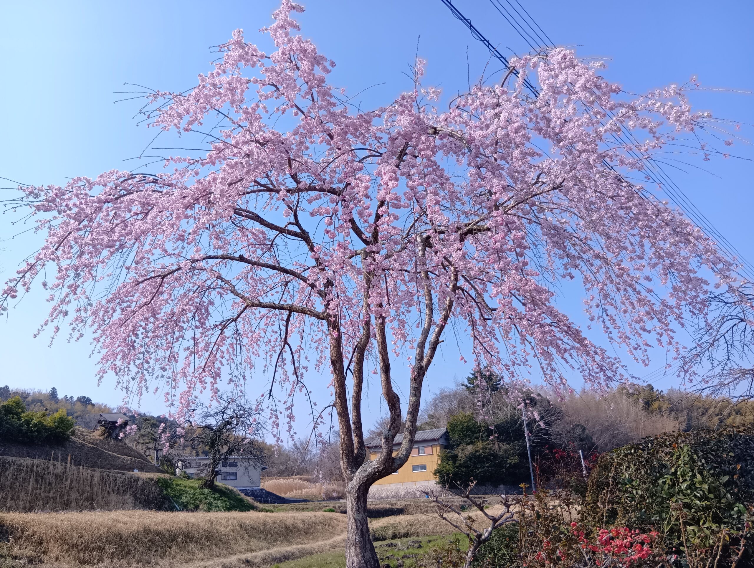 新春の始まり