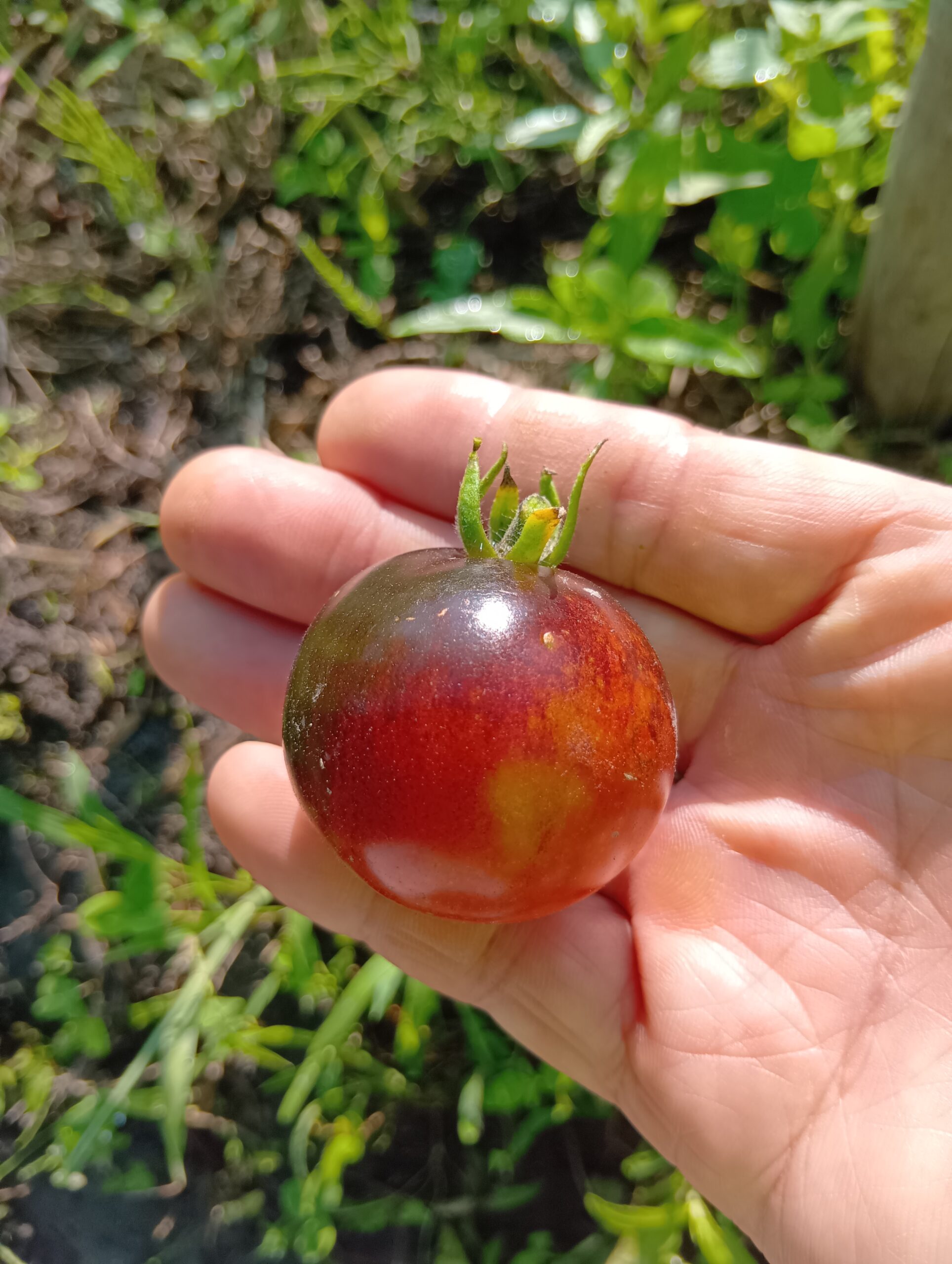 完熟してきたトマト